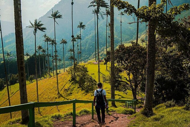 Tour in the Cocora Valley short - What’s Included and How the Tour Works
