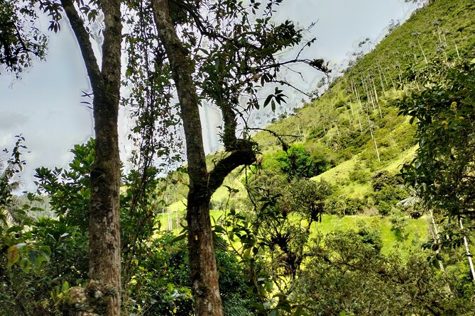 Machin Volcano Hill Tour from Salento - Who Is This Tour Best For?