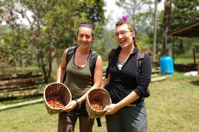 Immersive Coffee Farm Experience at Finca El Ocaso from Salento - A Deep Dive into the Coffee Farm Tour