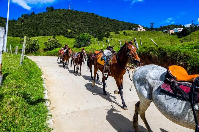 Cocora Valley and Salento Horseback Riding Day Tour - Who Should Consider This Tour?