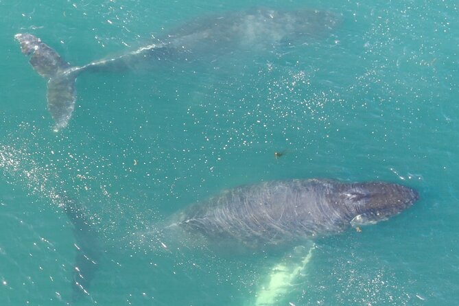 Alaska Whale Watching with bonus Drone viewing of Whales - The Allure of Alaska Whale Watching in Hoonah