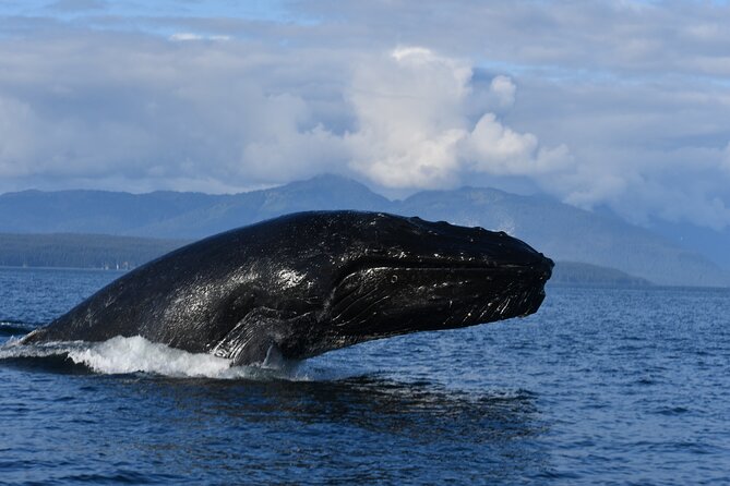 Alaska Whale Watching with bonus Drone viewing of Whales - The Value of This Tour