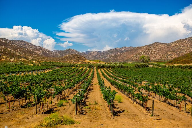 Private Boutique Wine Tour in Valle de Guadalupe - Authentic Experiences and Traveller Feedback