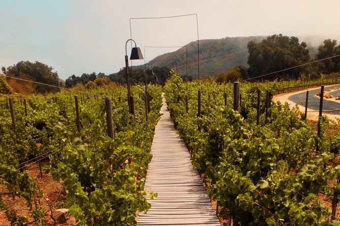 Private Wine Tour at Valle de Guadalupe (A wine tasting included). - Frequently Asked Questions