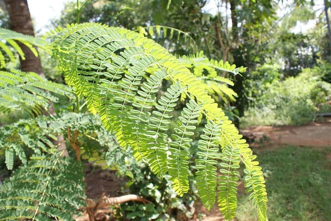 Explore Palani Murugan Temple From Coimbatore - A Deep Dive into the Palani Murugan Temple Tour