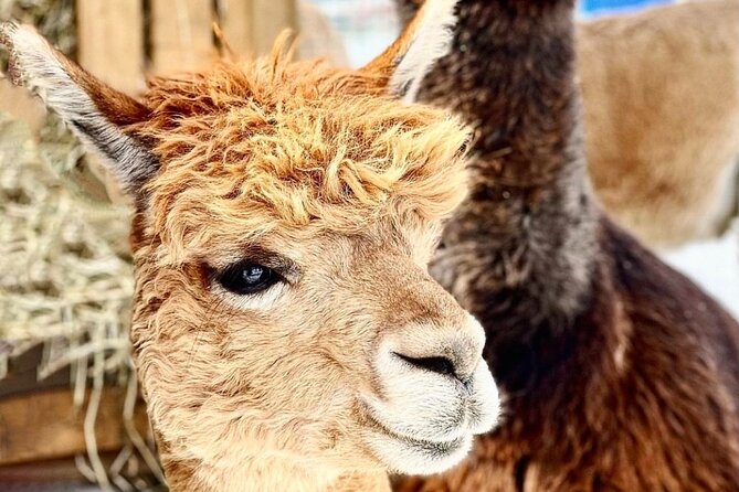 Toodle Tour in Port Hope Ontario - The Breakdown of the Itinerary