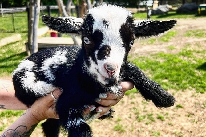 Toodle Tour in Port Hope Ontario - A Genuine Look at the Toodle Tour Experience in Port Hope