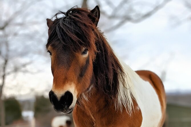 Toodle Tour in Port Hope Ontario - FAQ