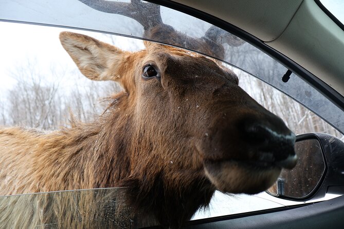 Montreal: Omega Park Canadian Wildlife Safari Adventure - FAQ