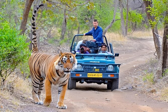 10 Days Rajasthan & Golden Triangle with Tiger Safari Tour by Car - The Experience of a Tiger Safari 