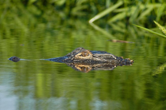 Alligator River Kayak Adventure - FAQ