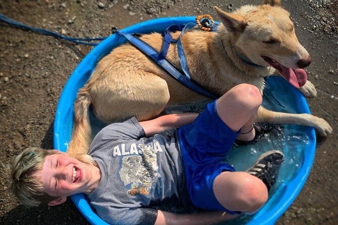 Summer Dog Sledding Adventure in Willow, Alaska - Detailed Breakdown of the Experience