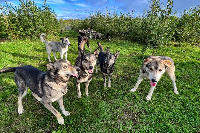 Sled Dog Kennel Tour - Exploring the Sled Dog Kennel Tour in Talkeetna: An Authentic Alaska Encounter