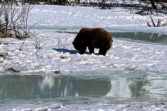 Escaping Anchorage Spring Wildlife Tour - Analyzing the Value