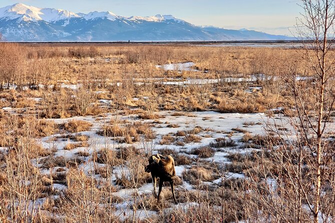Escaping Anchorage Spring Wildlife Tour - An In-Depth Look at the Tour Experience