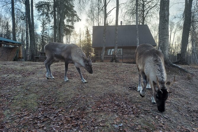 Reindeer Meet and Feed - Talkeetna - The Value of the Experience