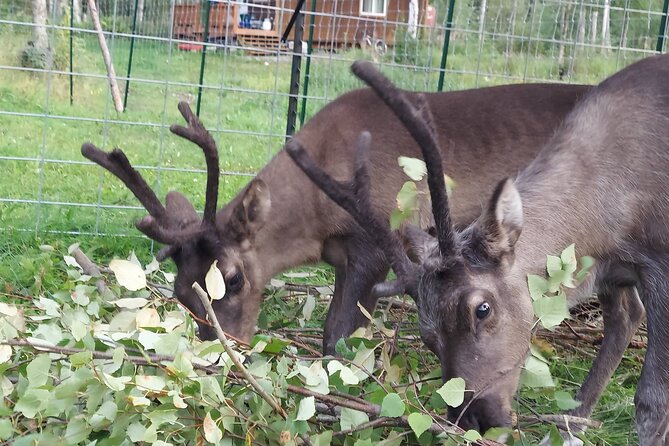 Reindeer Meet and Feed - Talkeetna - Introduction: Authentic Alaska Reindeer Encounter