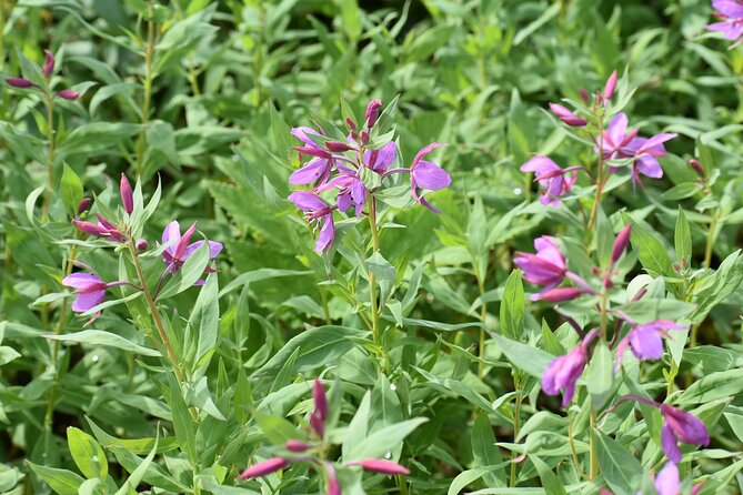 Stikine River Wilderness Tour - The Value of the Experience