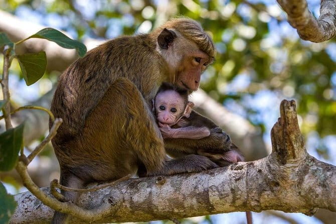 Anuradhapura: Full-Day Wilpattu National Park Private Safari - Why Choose the Wilpattu National Park Private Safari?