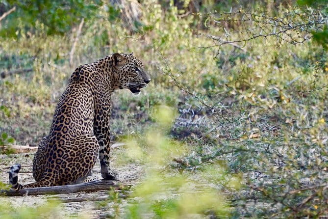 Anuradhapura: Full-Day Wilpattu National Park Private Safari - Final Thoughts: Is This Tour Right for You?