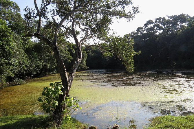 Wilpattu National Park Entrance Ticket with Private Safari - An Introduction to Wilpattu National Park