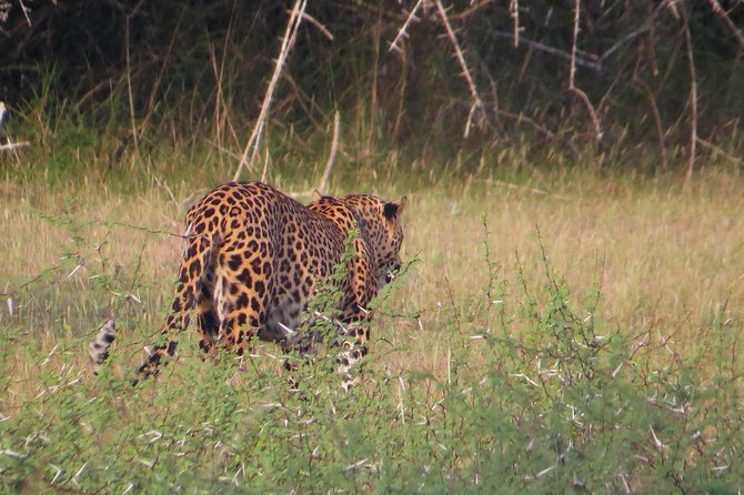 Wilpattu National Park Entrance Ticket with Private Safari - Pricing and Value for Money