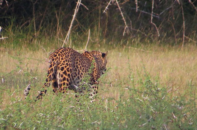 Wilpattu National Park Entrance Ticket with Private Safari - Who Would Enjoy This Tour?