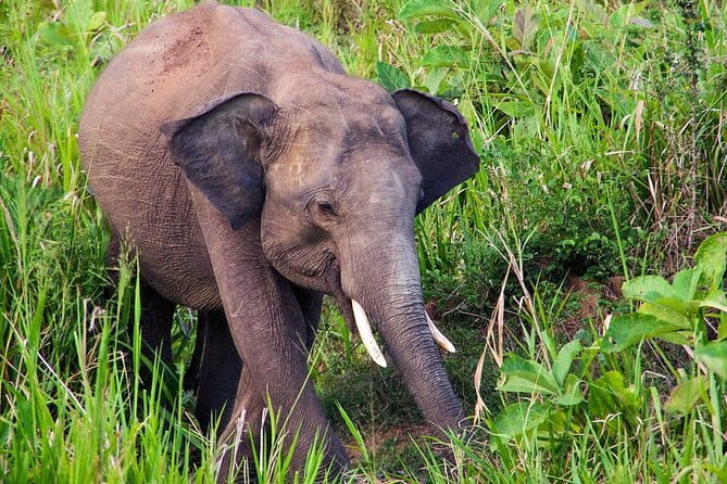 Hurulu Eco Park Private Safari with Naturalist - Why This Tour Works Well