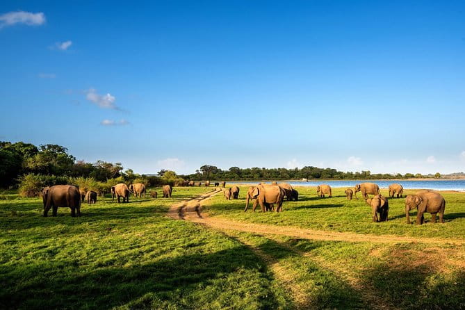 Polonnaruwa Ancient Kingdom and Wild Elephant Safari from Habarana - FAQ