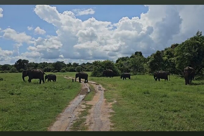 Kaudulla Safari Adventure - Pricing and Overall Value