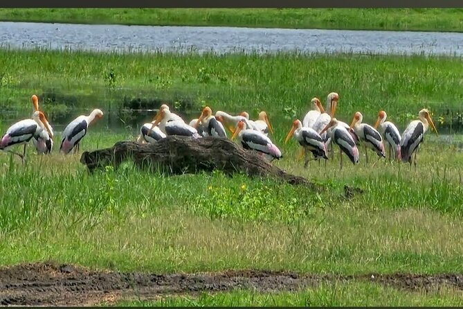 Kaudulla Safari Adventure - The Sum Up: Is It Worth It?