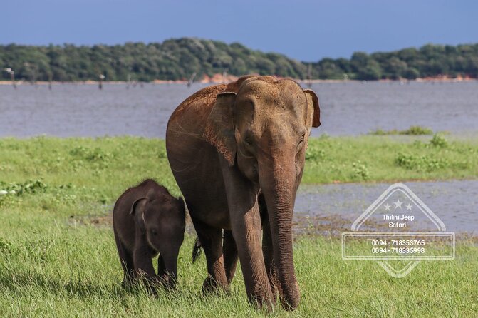 Private Elephant Safari Tour at Hurulu Eco Park - Good To Know