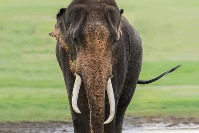 Minneriya National Park Safari [private , full package] - Who Should Consider This Safari?