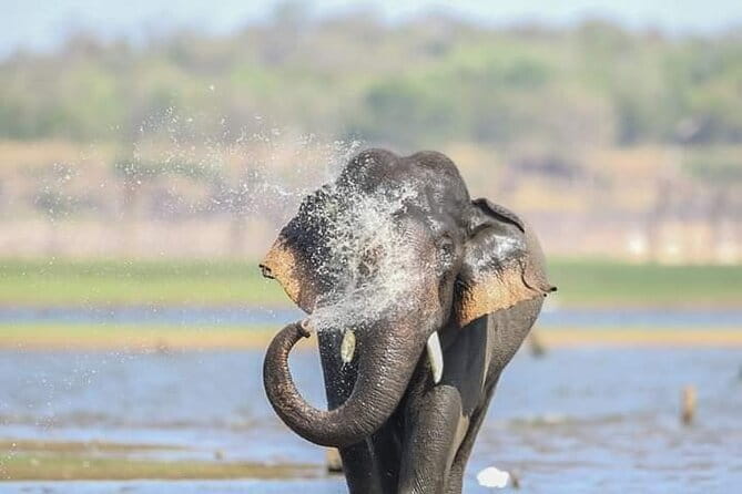 Minneriya National Park Safari [private , full package] - The Sum Up