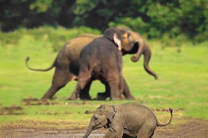 Minneriya National Park Safari [private , full package] - In-Depth Review of the Minneriya National Park Safari