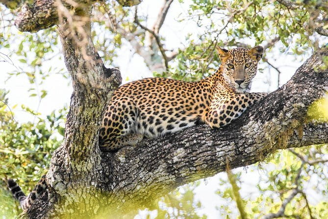 Minneriya National Park Safari [private , full package] - FAQ