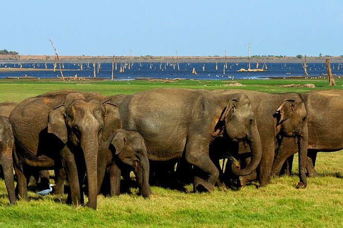 Kaudulla National Park Safari [private , full package] - Why This Safari Offers Great Value