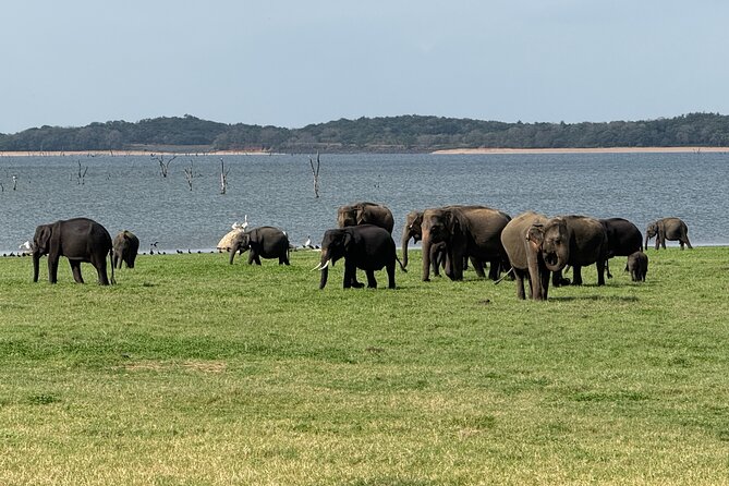 Kaudulla National Park Safari [private , full package] - The Reviews: Authentic Insights and Tips