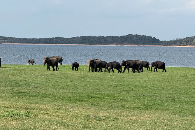 Kaudulla National Park Safari [private , full package] - The Experience: What to Expect from the Kaudulla Safari Tour