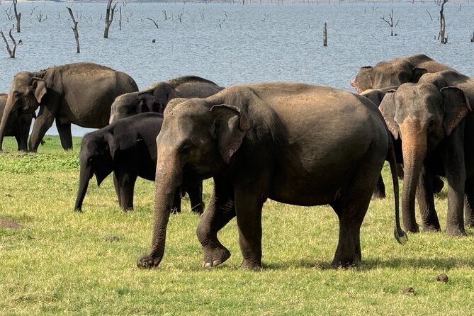 Kaudulla National Park Safari [private , full package] - FAQ: Your Questions Answered