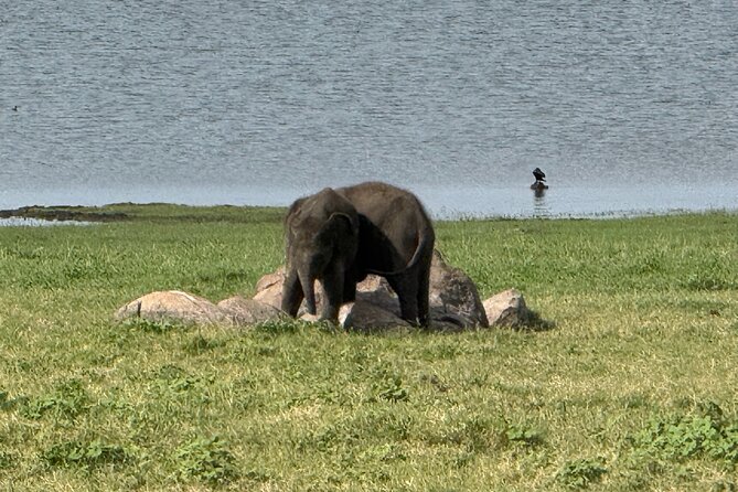 Kaudulla National Park Safari [private , full package] - The Sum Up: Who Should Consider This Safari?