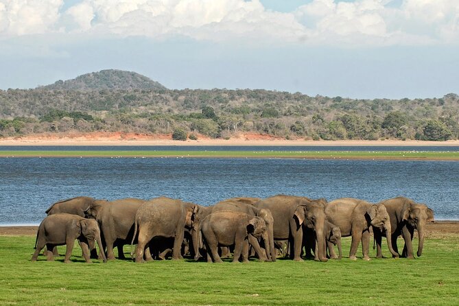 Kaudulla National Park Safari [private , full package] - Good To Know