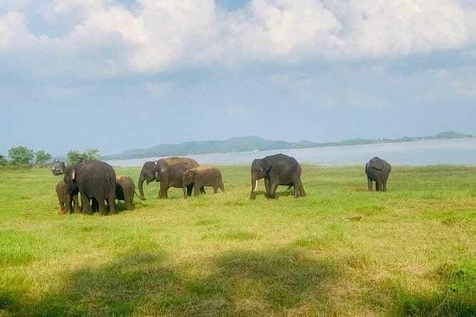 Safari Adventure in Minneriya national Park Sri Lanka - Why This Tour Offers Great Value