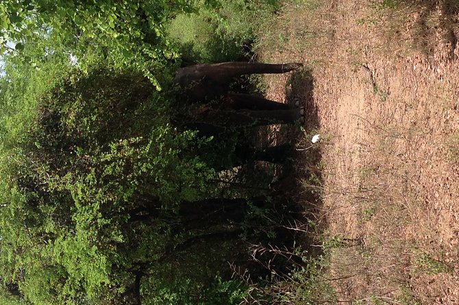 Minneriya National Park Safari Tour From Dambulla or Polonnaruwa - Final Thoughts