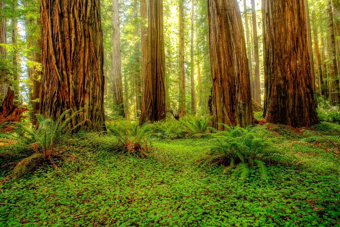 Redwood National and State Parks Self-Guided Audio Driving Tour - A Detailed Look at What to Expect