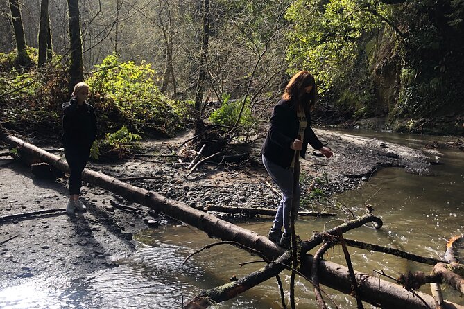 Redwoods Forest Bathing - An In-Depth Look at the Redwoods Forest Bathing Tour