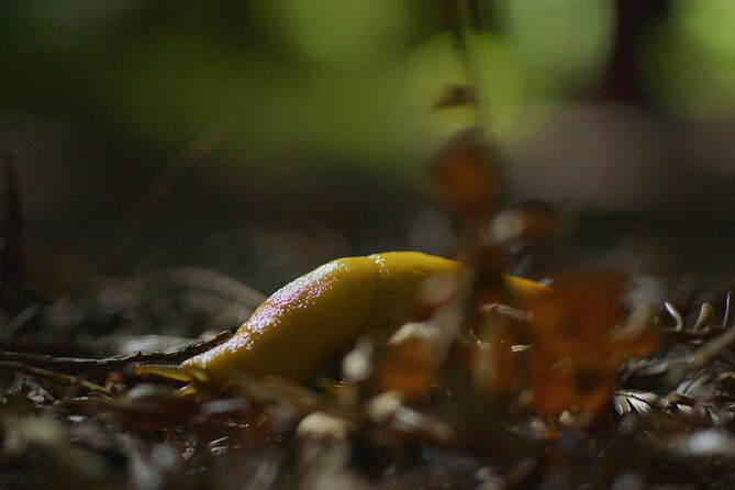 Redwoods Forest Bathing - Who Should Consider This Tour?