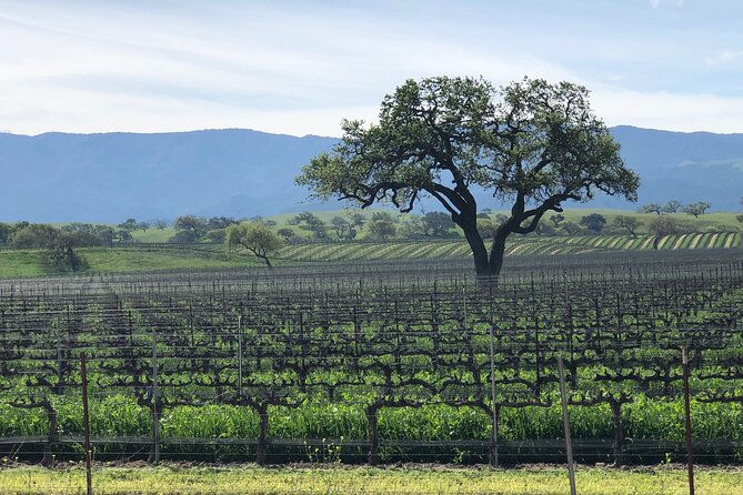 Unique Santa Barbara Wine Country Private Wine Tours and Tastings - Why This Tour Offers Excellent Value