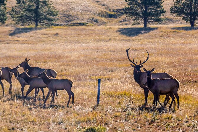 Private Pikes Peak Region Backcountry Full Day Adventure Tour - An In-Depth Look at the Pikes Peak Backcountry Tour