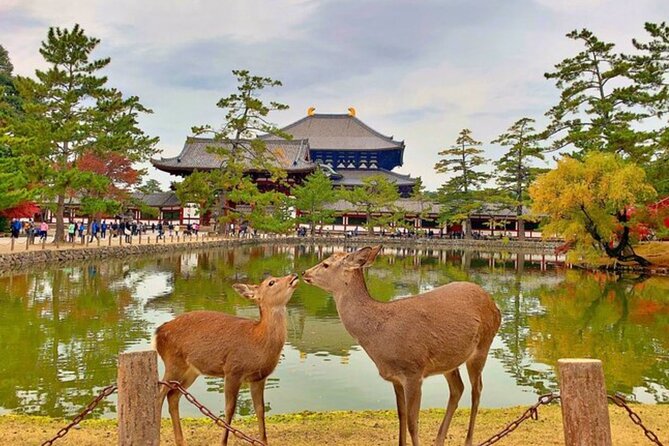 Nara and Osaka Tour from Osaka or Kobe Port - The Sum Up